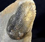 Hollardops mesocristatus (LE MAITRE 1952) - Bild © FossNet FossilienStore